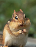 Chipmunk clan