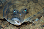 Flowerful Flounders