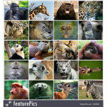 Wilds Animals