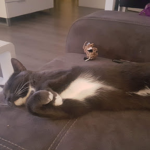 Dunkin Kittens
