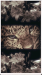 Turt1e _cafe