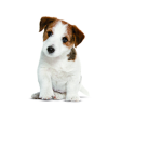 les poto qui ami les animaux