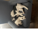 Sophiaiscute