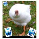 ducké