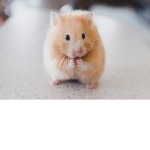 Sweet Hamster's