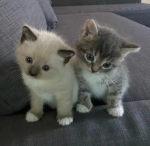 the Pinkglings!