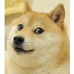 #Dog bloxy fan group~
