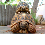 Bob the tortoise