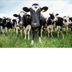 SHINY COWS