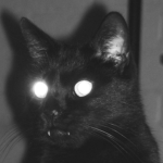 Chats Noirs