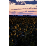 W*f