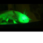 The Best Axolotl Clan