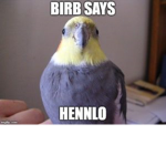 Birb Legion