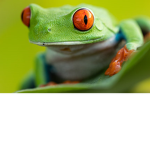 Frogy family hi hi