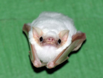 ~Dawn of the Bats~