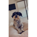 ASHYWASHYPLAYS