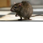 Stupid rat club