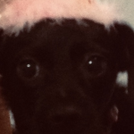 My little flamingo