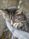 V_CATS23