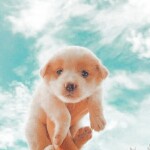 𝐬𝐰𝐢𝐦𝐦𝐢𝐧𝐠