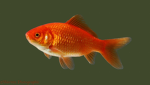 FISH SOCIETY!!
