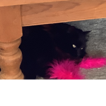 Cat_bingo