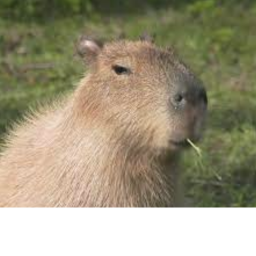 Capybara VR!!!