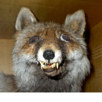 cult of garbage rats