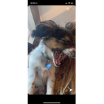 filmpuppy