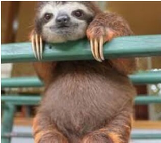 Sloth Training