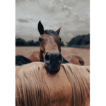 MEADOWS RIDING CLUB