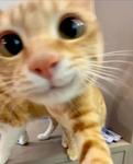 Da Silly Cats