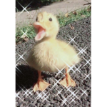 Ducky's Rulz!!!!