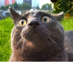Fun game (cat version)