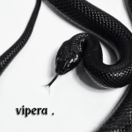 ᴠ ɪ ᴘ ᴇ ʀ ᴀ