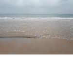Sand Crab
