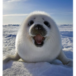 Baby seal group (Only join if u like seals)