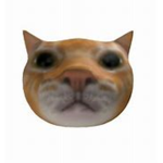 khool cats