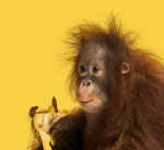 Bananana's fanclub