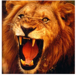 The great Animal kingdom