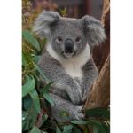 Team koala & sloth Forever