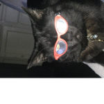 Meow meow gang :>