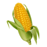 the corn bank