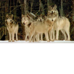 #GANGWOLF