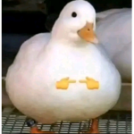 Robux for bebe