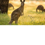 The Lazy Kangaroo squad