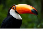 tucan clothing