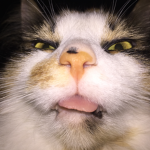 emma the cat is a cat club