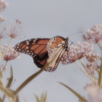 butterfly pavilion