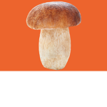 The Mushrooms!